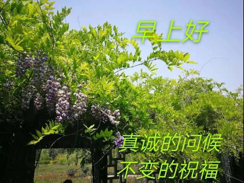 6張早上好祝福語圖片推薦最美早安圖片帶字帶問候語