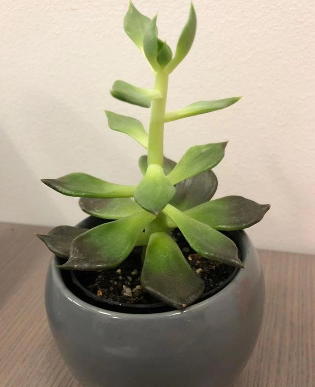 露天盆栽的多肉该不该搬回屋?怎么处理好?