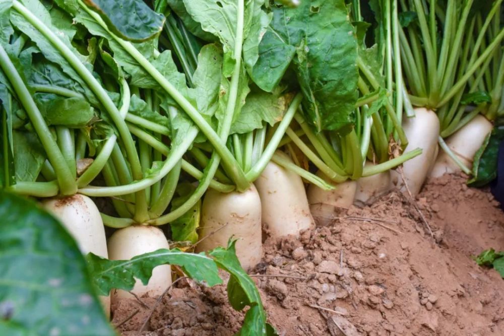 肉质雪白,嫩滑清甜,无渣爽口……狮山吴屋村80万斤白萝卜新鲜上市啦!