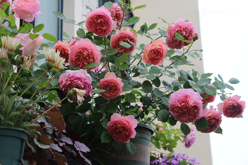 世界名花银禧庆典花大色艳香气浓阳台养一棵四季有花看