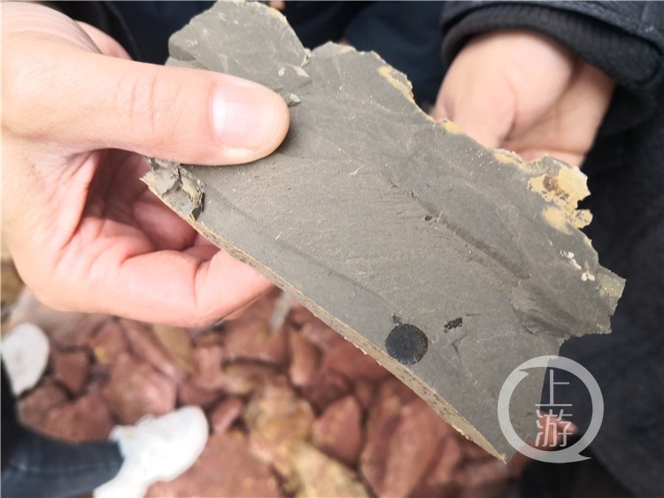 缙云山首次发现似木贼化石18亿年前它是片巨大的湖边森林