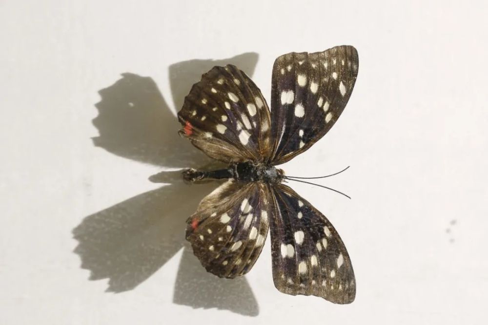 大紫蛱蝶中国最大的蝶--金裳凤蝶全世界最大的蝶多姿麝凤蝶海伦闪蝶