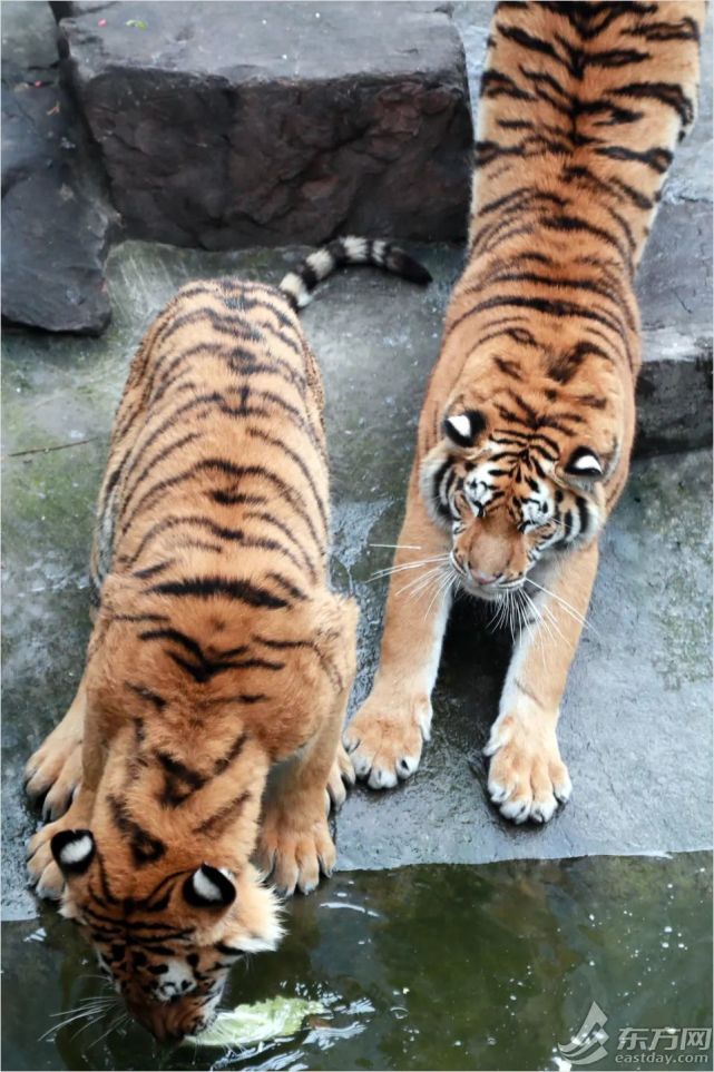 再看一眼獅子老虎和平公園改造前最後一個週末動物島排起了長隊