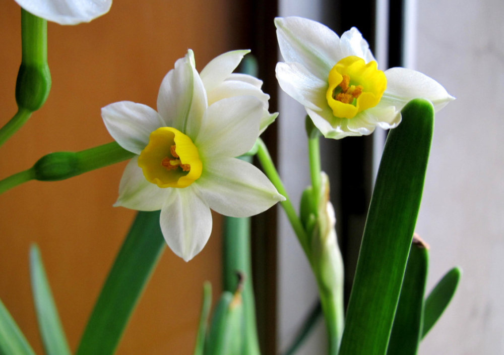 水仙花外表娇艳可人 到了花期却一直徒长 有什么方法能解决 腾讯新闻