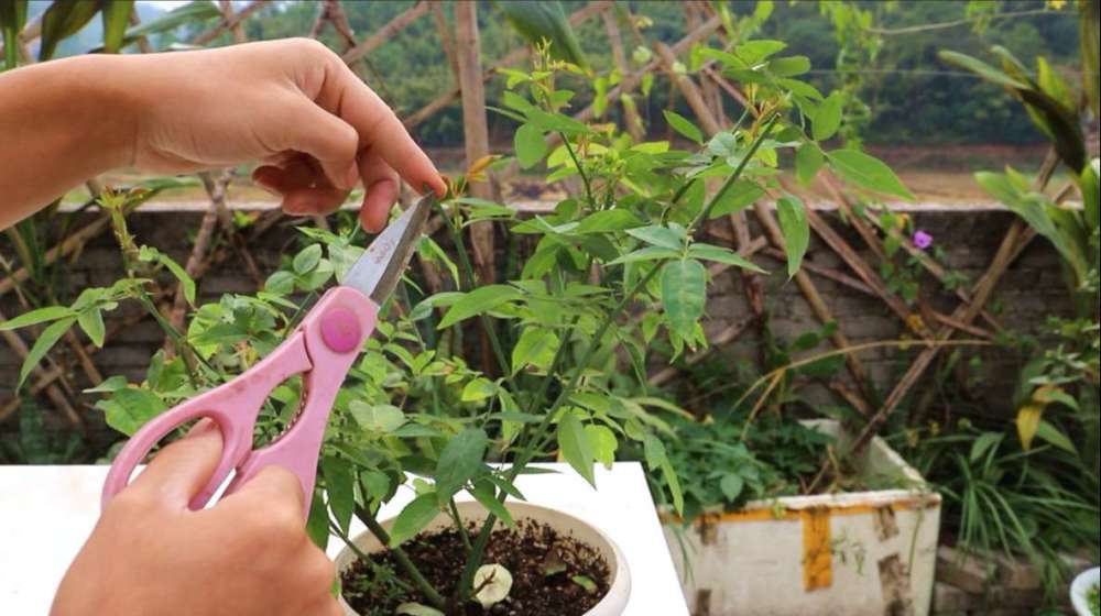 入冬后月季该怎么养?枝头上的花苞需要修剪吗?