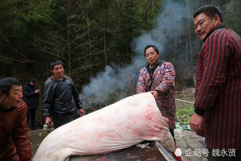 大巴山里的杀猪匠四人合伙给老乡杀年猪最多一天杀了17头猪
