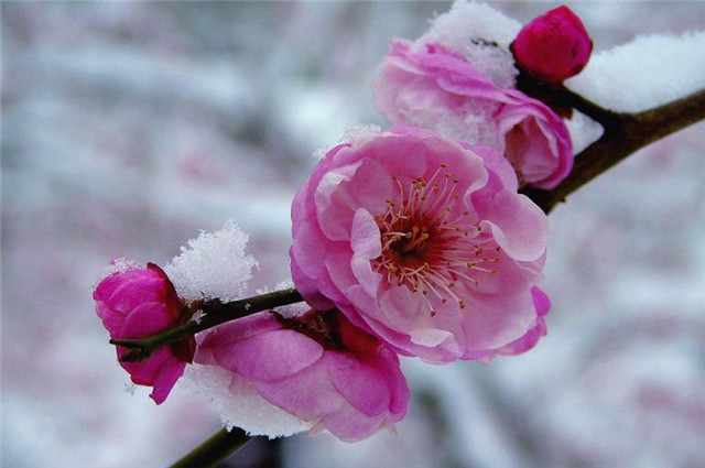 硬气梅花千霜万雪生来瘦硬不怕角声彻