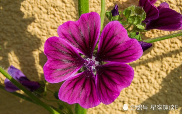 12月28日星座运势 重燃斗志 奋起直追的四大星座 星座 星座运势 狮子座 双鱼座 天蝎座 双子座