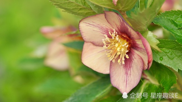 12月28日星座运势 双子贵人相助 天蝎落实行动 水瓶头脑清晰 星座运势 双子座 天蝎座 贵人