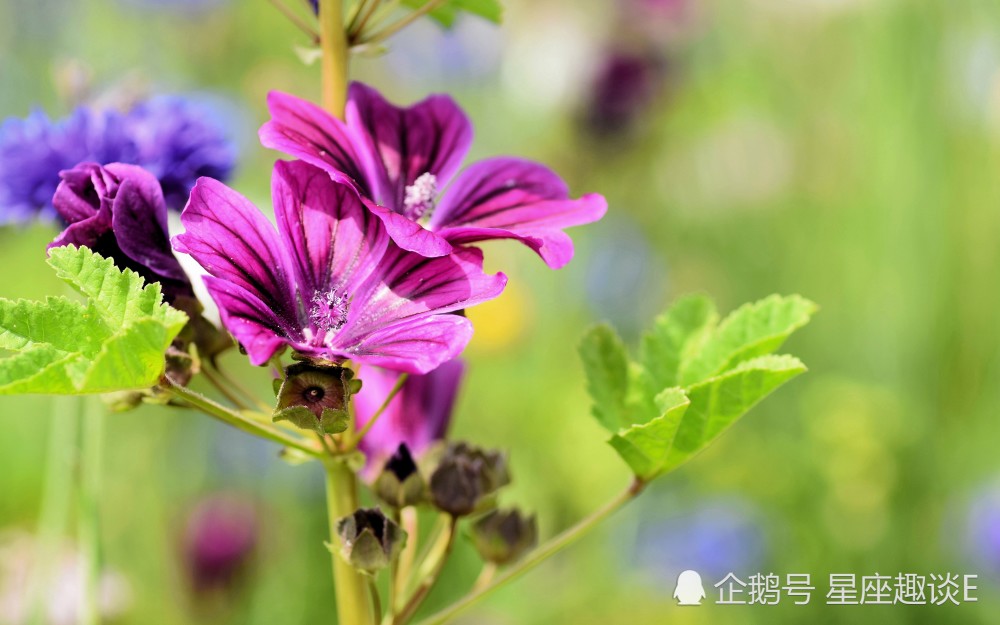 12月28日星座运势 双子贵人相助 天蝎落实行动 水瓶头脑清晰 腾讯新闻