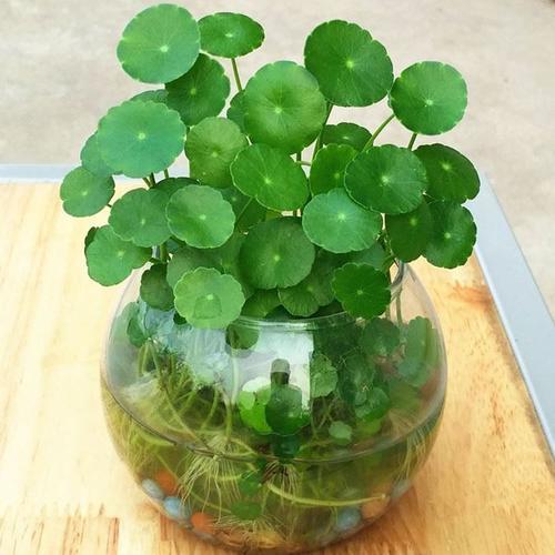 铜钱草也叫香菇草养护铜钱草需要注意什么