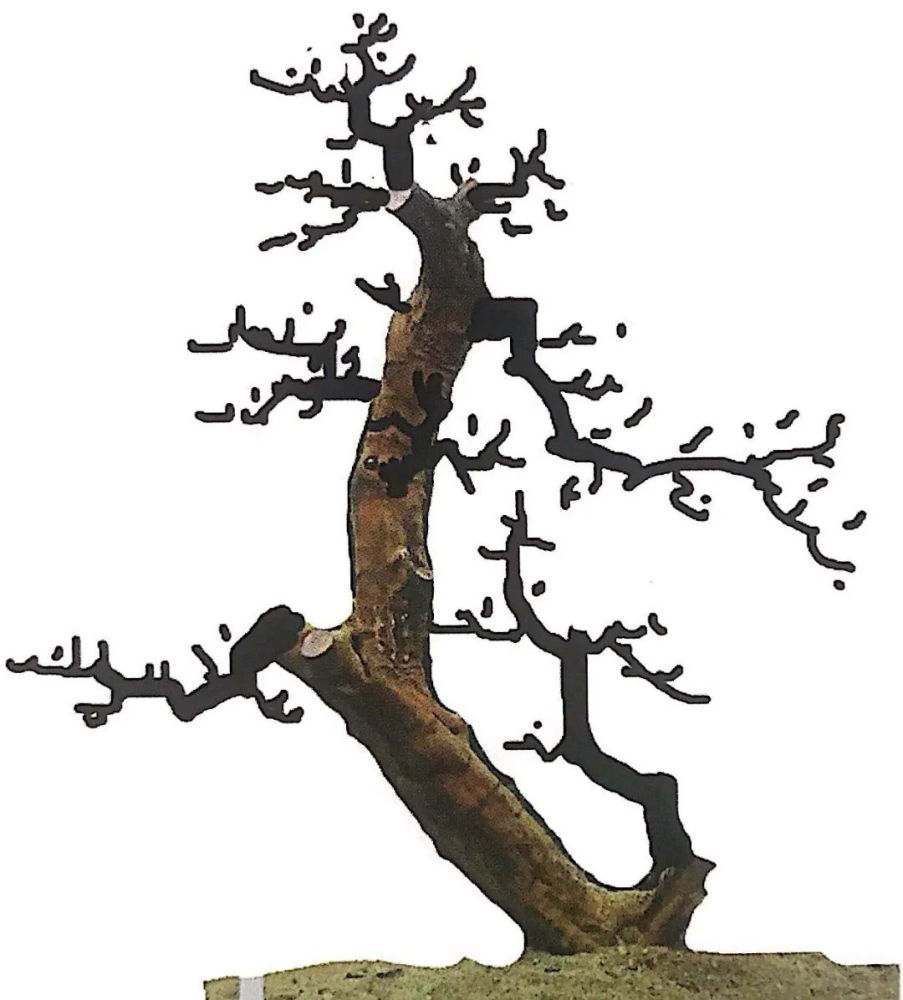 熟知雀梅习性后临摹盆景设计案例咱们的盆景作品指日可待