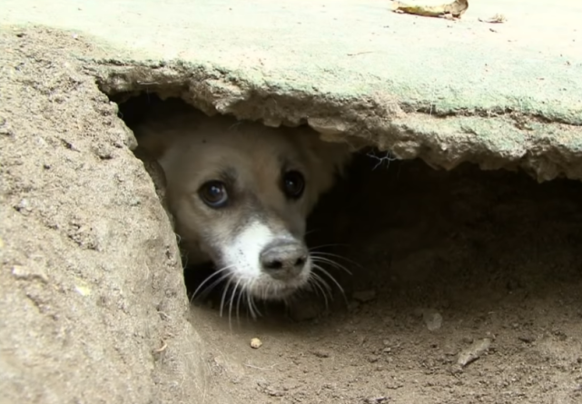 狗狗在家挖洞乐此不疲,洞里藏着7只小狗,却因心结未解不肯搬家