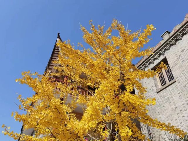 【琯头最新网红景点】琯头青芝寺银杏树