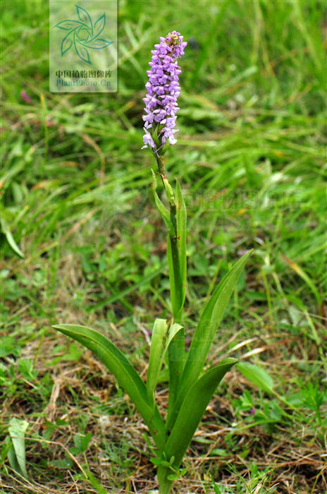 【每日赏草】手参_腾讯新闻