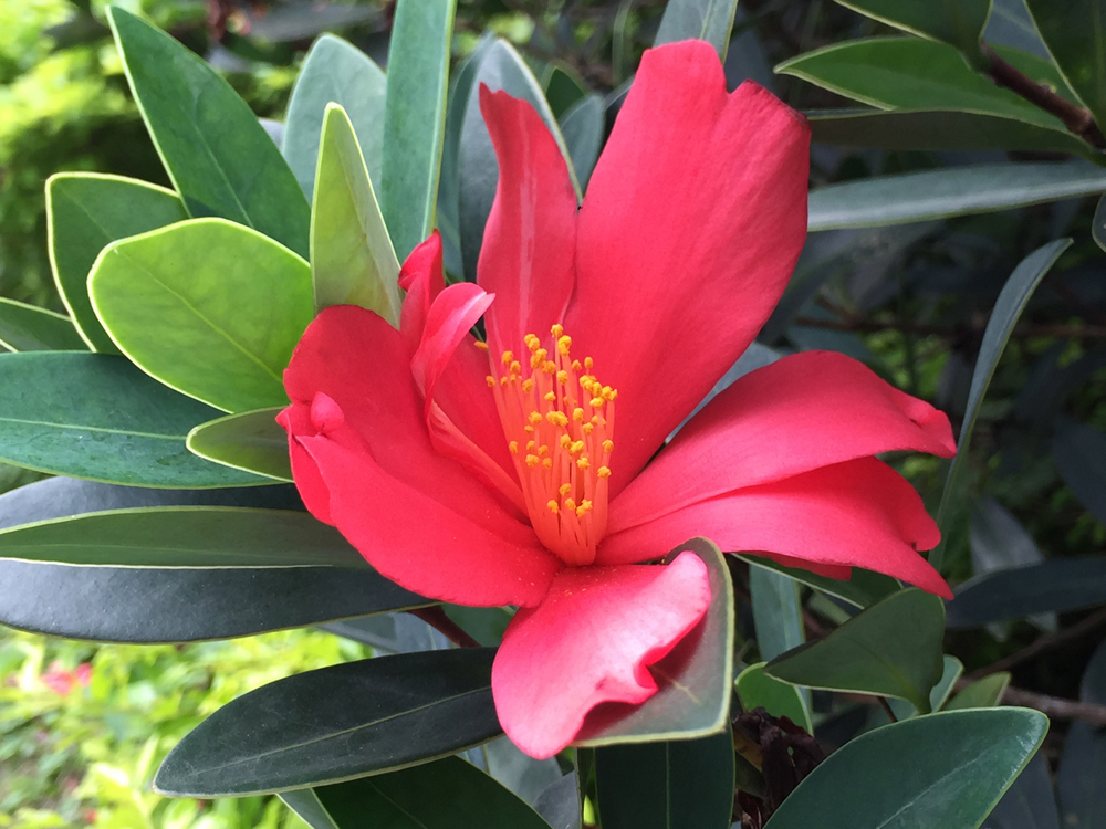 南粤古驿道上的大熊猫国宝杜鹃红山茶