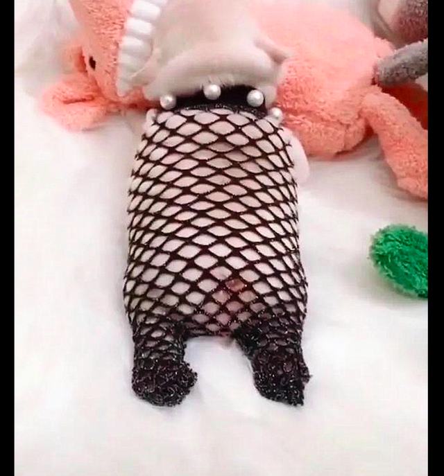 主人趁小法斗睡觉时给它穿上了黑色丝袜秒变成了一条美人鱼