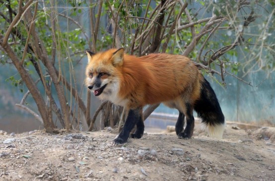 什么 狐和狸竟然是两种动物 原来我们一直都错误的叫了那么多年 Firefox 沙狐 藏狐