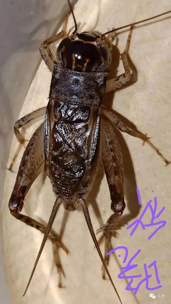 蟋蟀鉴赏:红牙金线紫_腾讯新闻