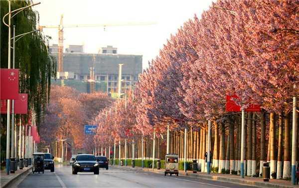 河南兰考昔日盐碱滩上焦桐奏响盛世雅韵