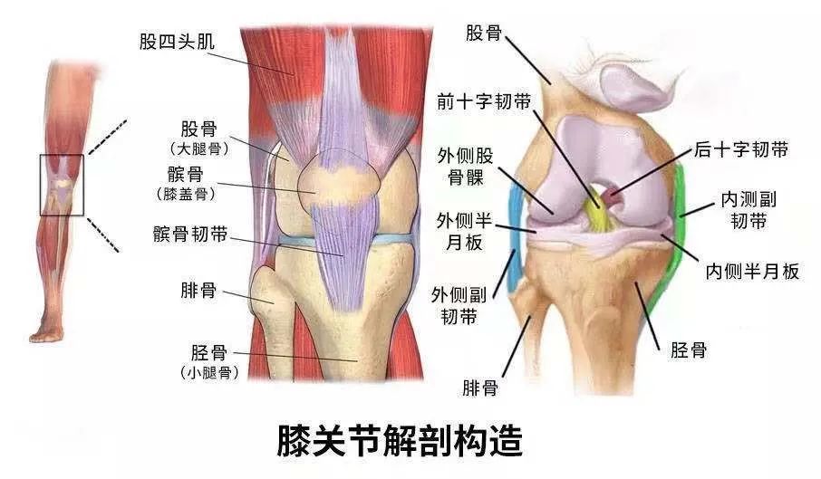 神经肌肉训练计划是如何预防前交叉韧带撕裂的