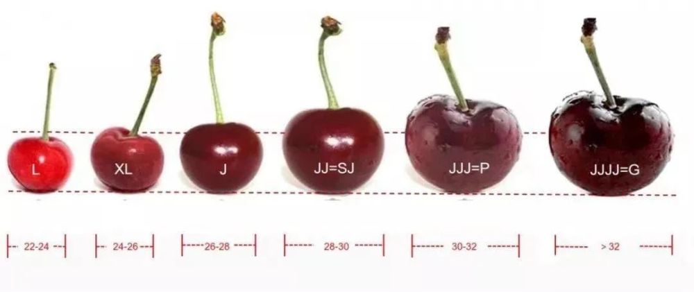 终于等到您～智利车厘子,个大,肉厚,甜!_腾讯新闻