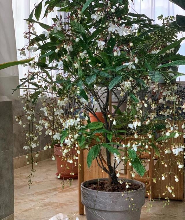 仙气十足的室内盆栽【植物女神】开花绿植—垂丝茉莉