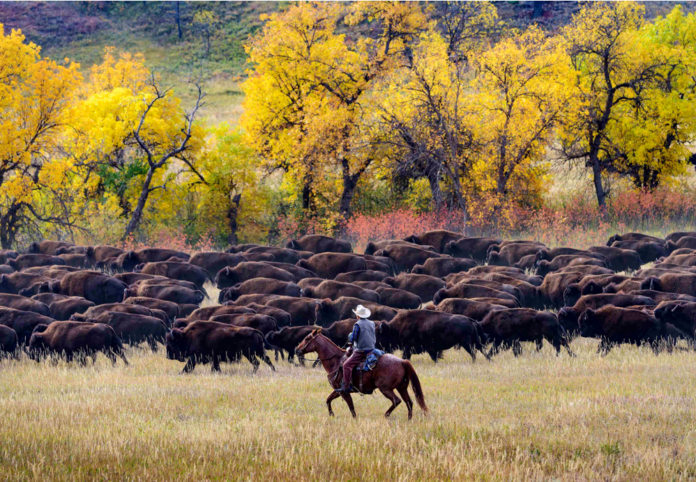 海南一小岛发现野牛牛群如何而来专家查看后给出答案