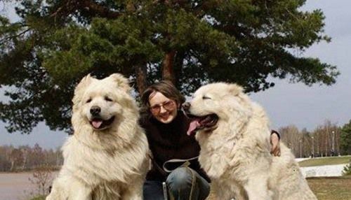 世界上最大的狗高加索犬 腾讯新闻