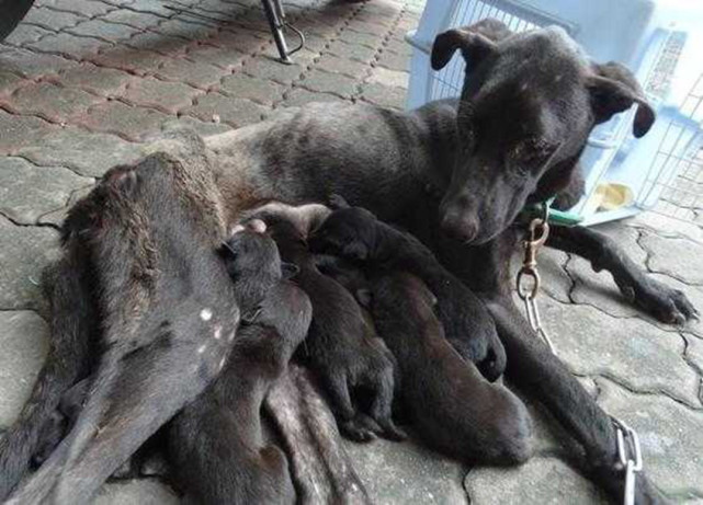 路边捡到一条被遗弃的黑狗瘦成排骨还在喂奶咋这么狠心