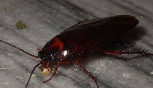 蟑螂的天敌有壁虎,蜘蛛(最常见的为白额高脚蛛),蝎子,蜈蚣,蚰蜒,蚂蚁