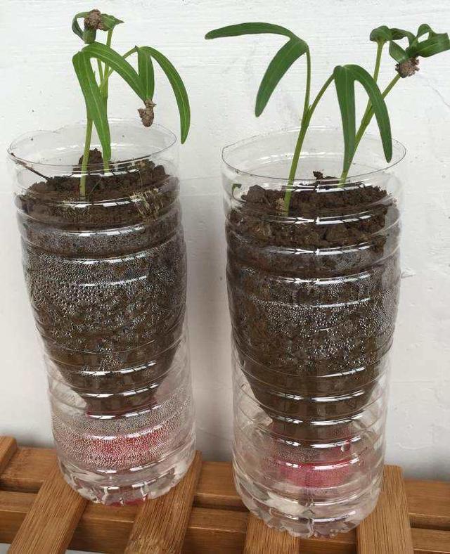 实用妙招:这样拿塑料瓶种菜养花,真的能环保,省钱