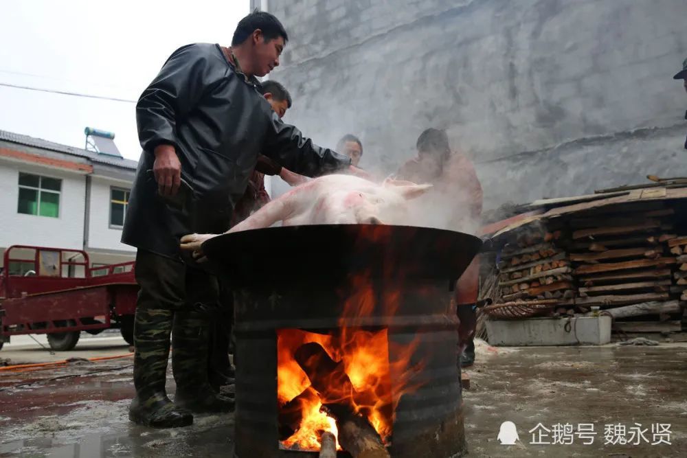 大巴山里的杀猪匠四人合伙给老乡杀年猪最多一天杀了17头猪