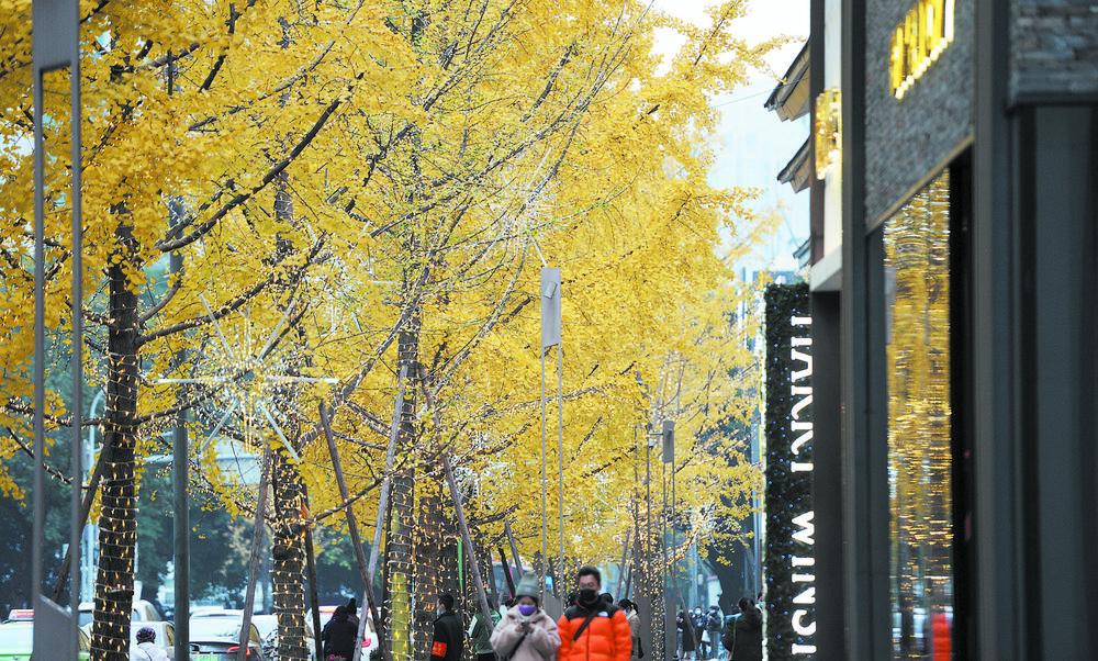 太古里旁北纱帽街的银杏金黄灿烂,引来不少市民和游客驻足玩耍.