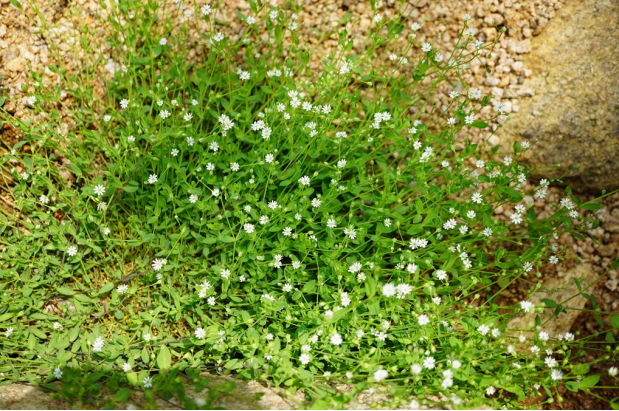 荒野维生野菜系列——雀舌草