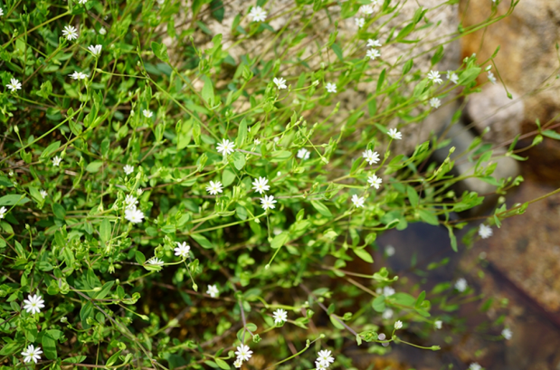 荒野维生野菜系列雀舌草