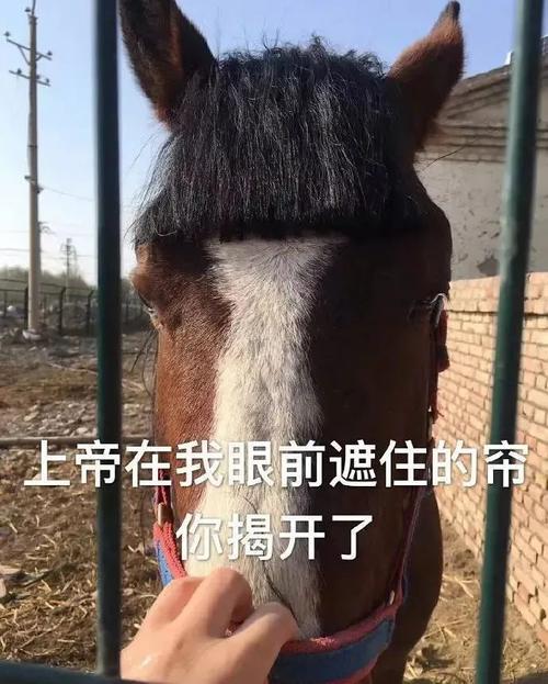 在tony老师面前,就算是马也要定期剪刘海