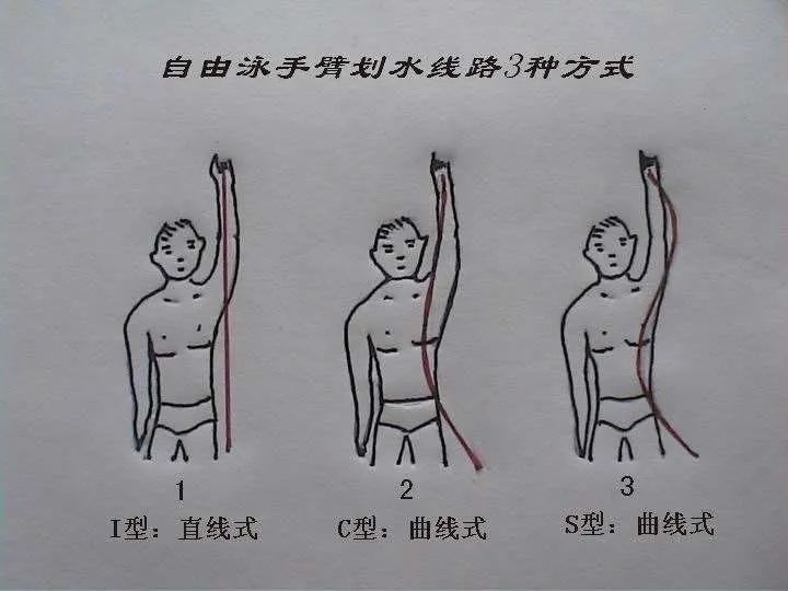 自由泳如何选择适合自己的划水路线近体直划与s型划水的利弊