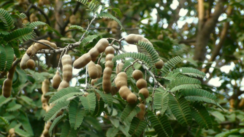 鸡嗉子果:也是一种云南的果子,而且还是野果,名字也挺难念的.