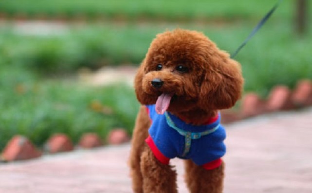 泰迪和比熊犬做个对比分析他们的特点看你喜欢哪个