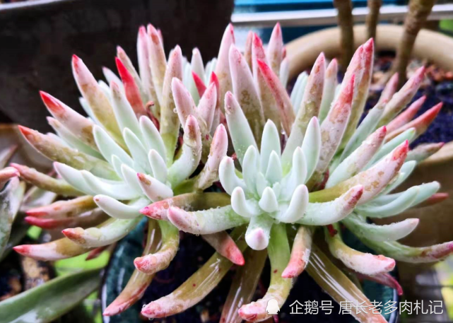 出状态的爱杜丽丝