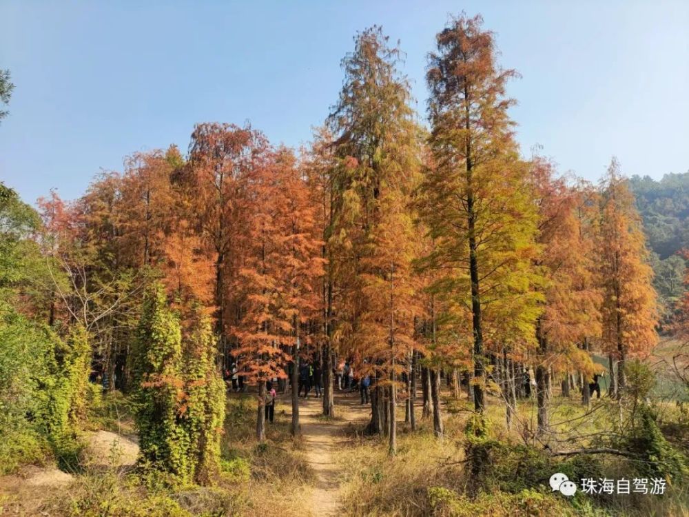 西坑尾赏醉美水杉林_腾讯新闻