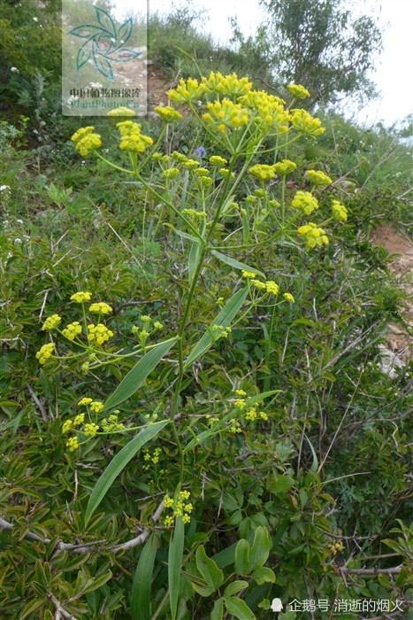 一天学一中药之,柴胡_腾讯新闻