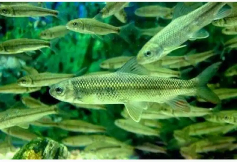 "不下山的鱼"-泰山螭霖鱼_腾讯新闻