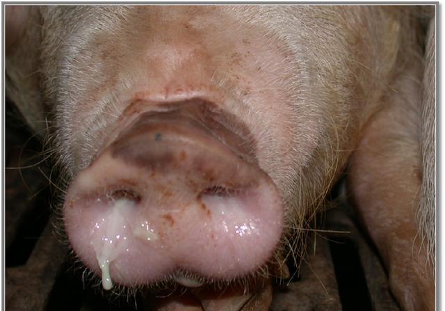 冬季猪群高发的猪流感如何治疗?这篇文章讲得很详细