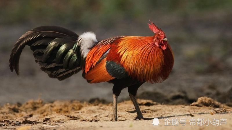 你知道么鸡的智商也许远远超过你的想象