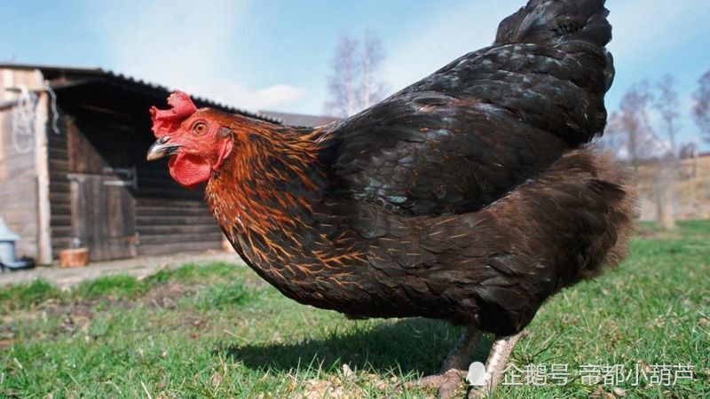 你知道么鸡的智商也许远远超过你的想象