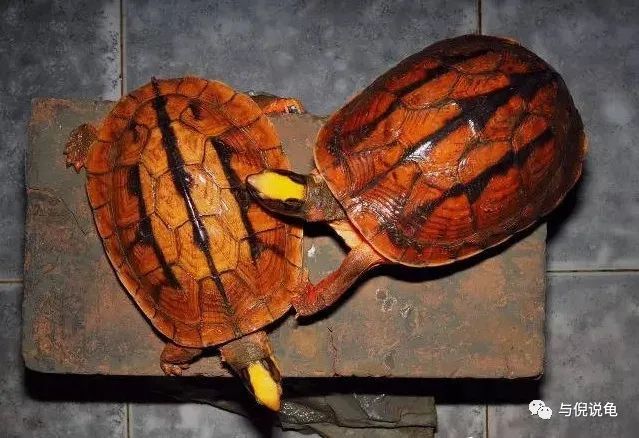 金钱龟为什么叫金钱龟呢,因为它龟背上有着像铜钱一样的图案,所以在