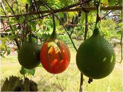 被誉为 来自天堂的水果 在东南亚很受欢迎 在我国却遭嫌弃 木鳖子 东南亚 水果 木鳖果 种子 种皮