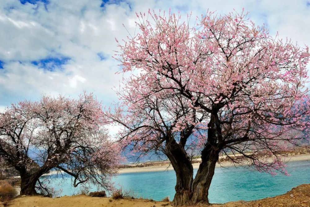 中国千年桃树图片